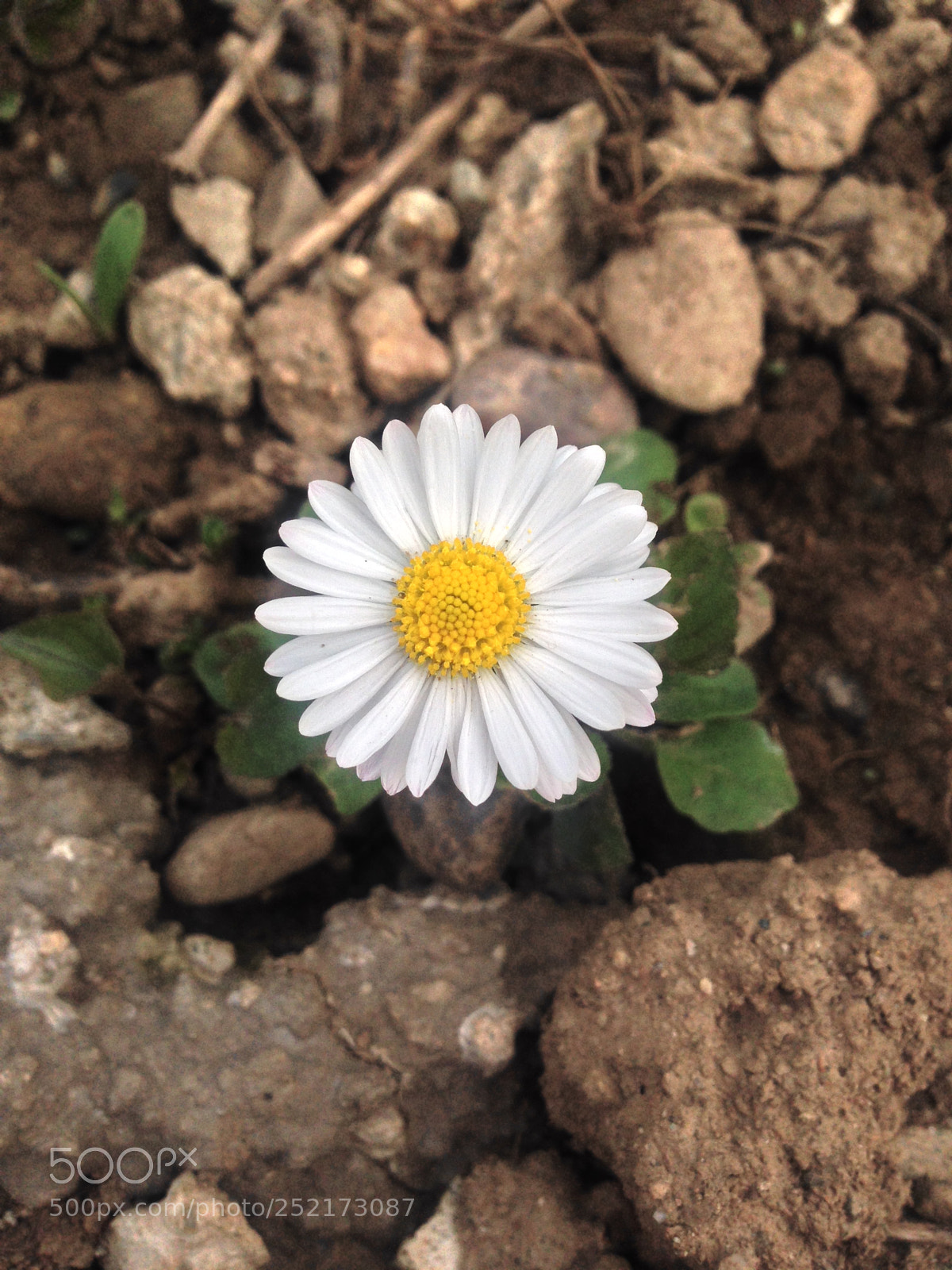 Apple iPhone 5 sample photo. Spring nature photography