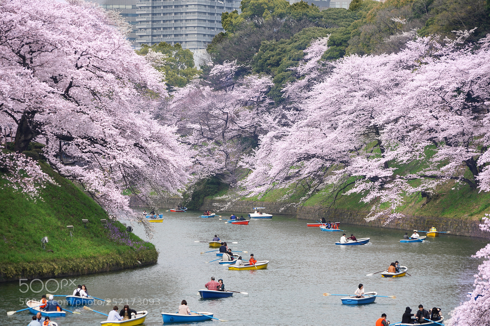 Sony a7 III sample photo. Boats under sakura photography