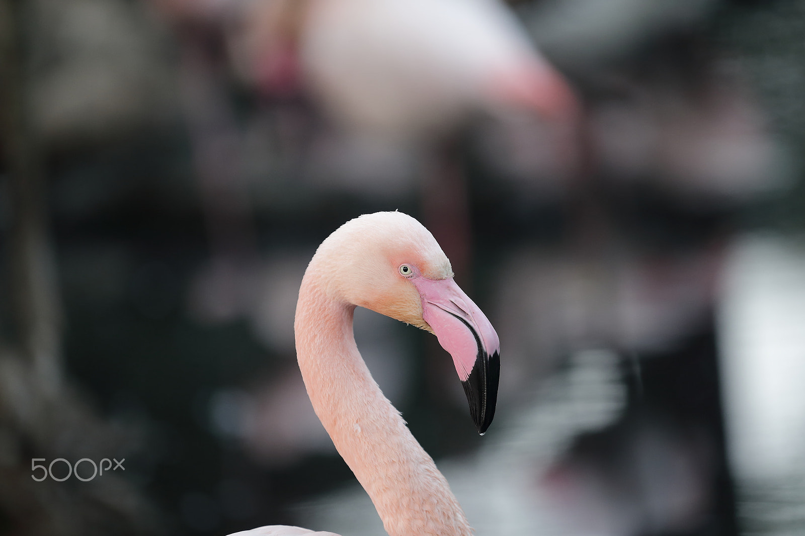 Canon EOS-1D X sample photo. Dx photography
