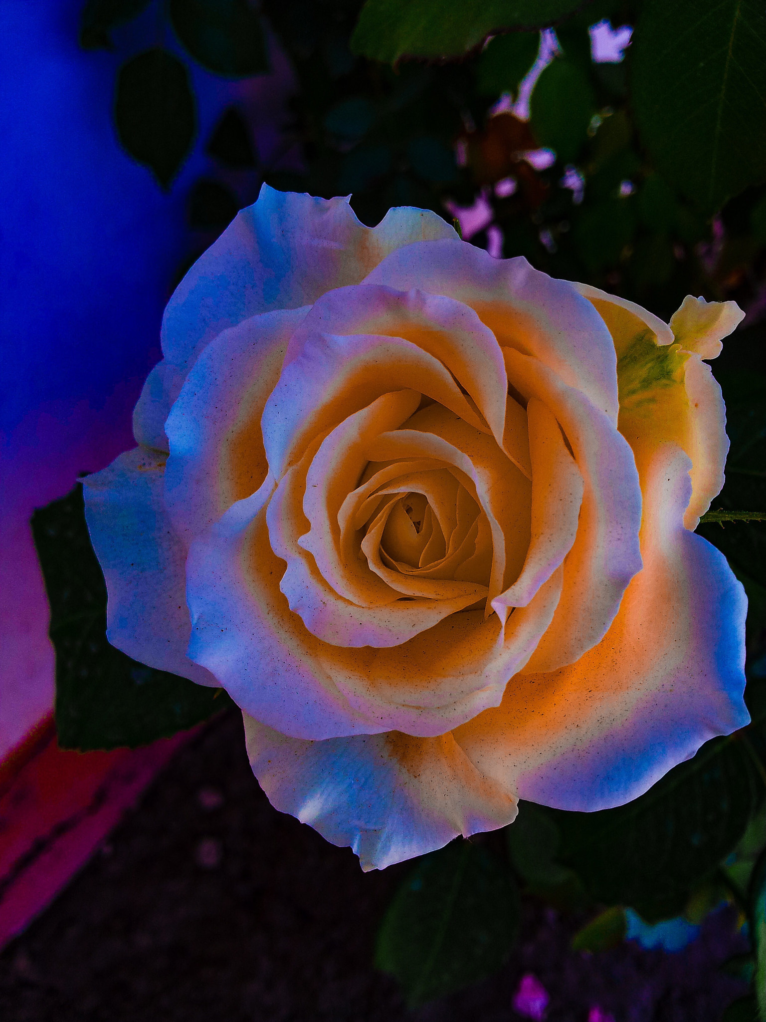 Samsung Galaxy Note sample photo. A rose is a rose photography