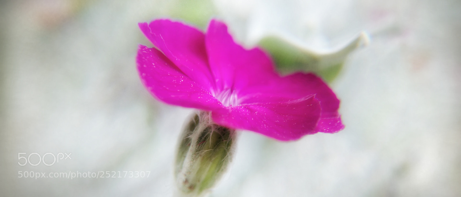 Motorola Moto G (4) sample photo. .... photography