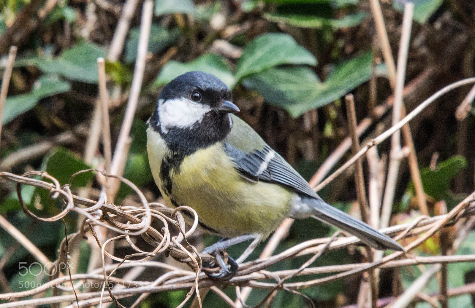 Nikon D5200 sample photo. Vogeltje photography