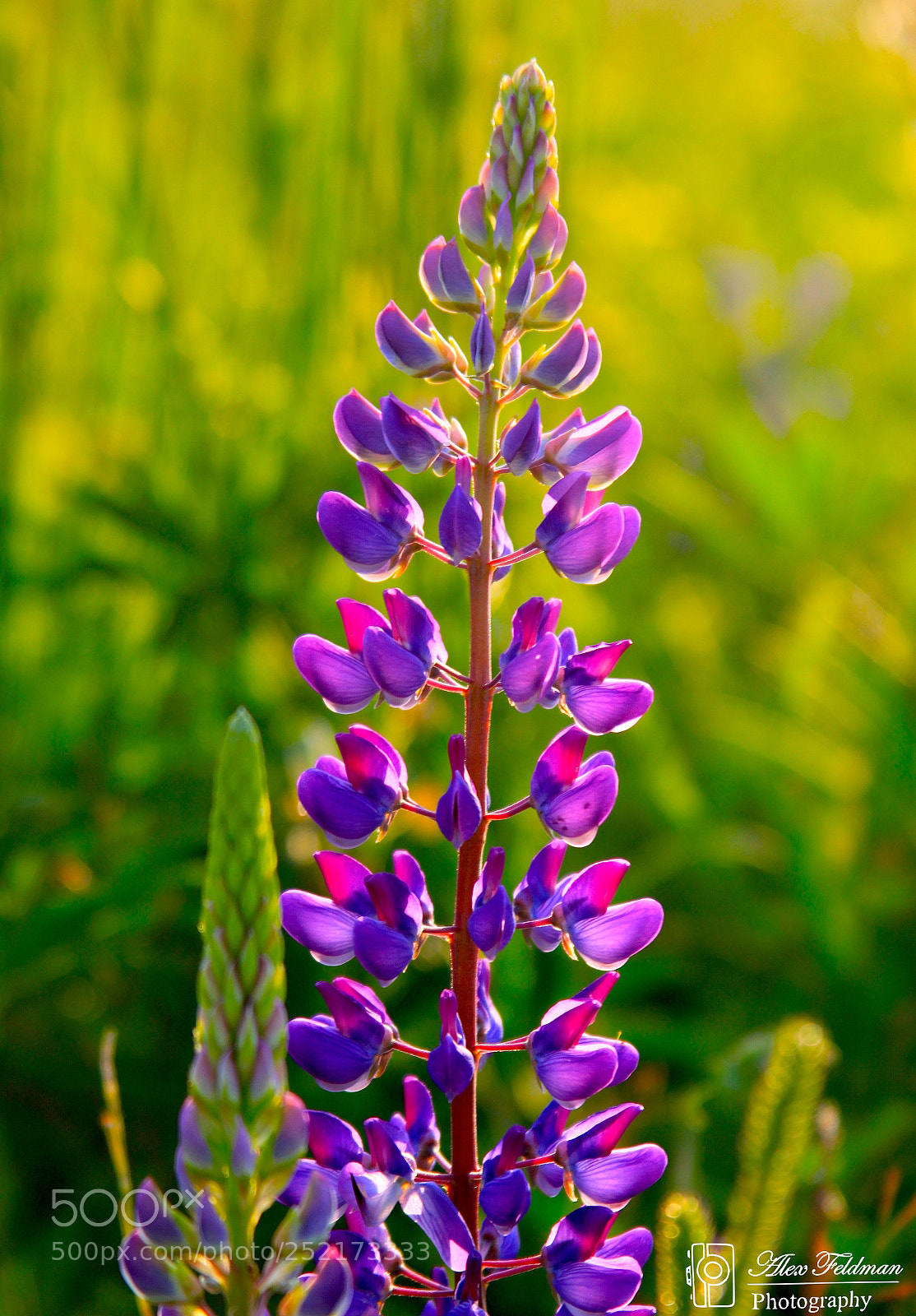 Canon EOS 500D (EOS Rebel T1i / EOS Kiss X3) sample photo. Lupine sunset photography