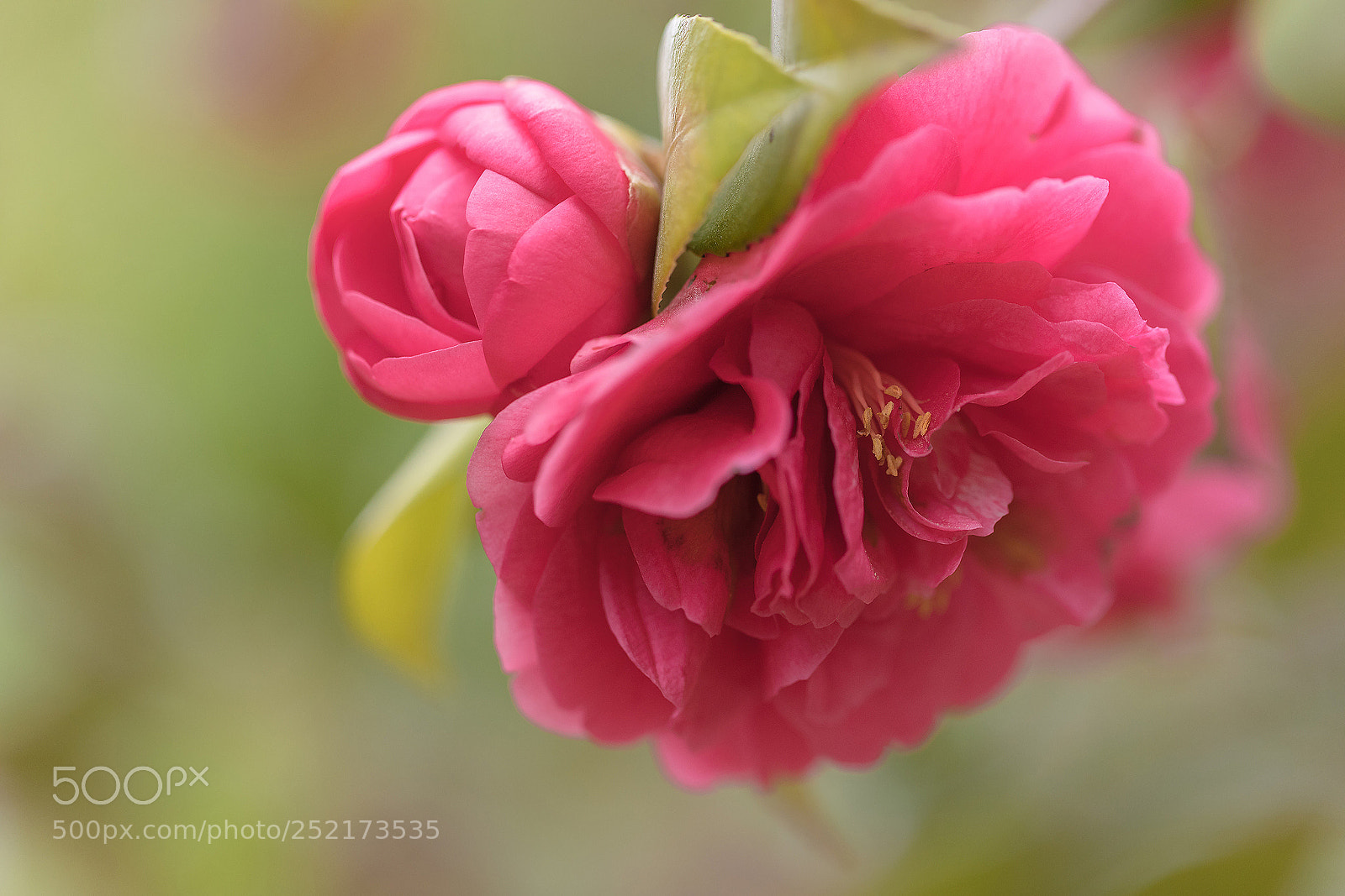 Canon EOS 5D Mark IV sample photo. Camellia_002 photography