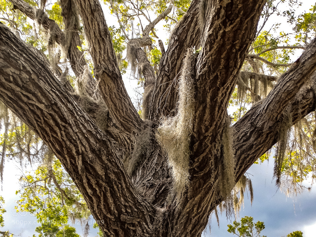 Sony Cyber-shot DSC-HX300 sample photo. Tree of detail photography
