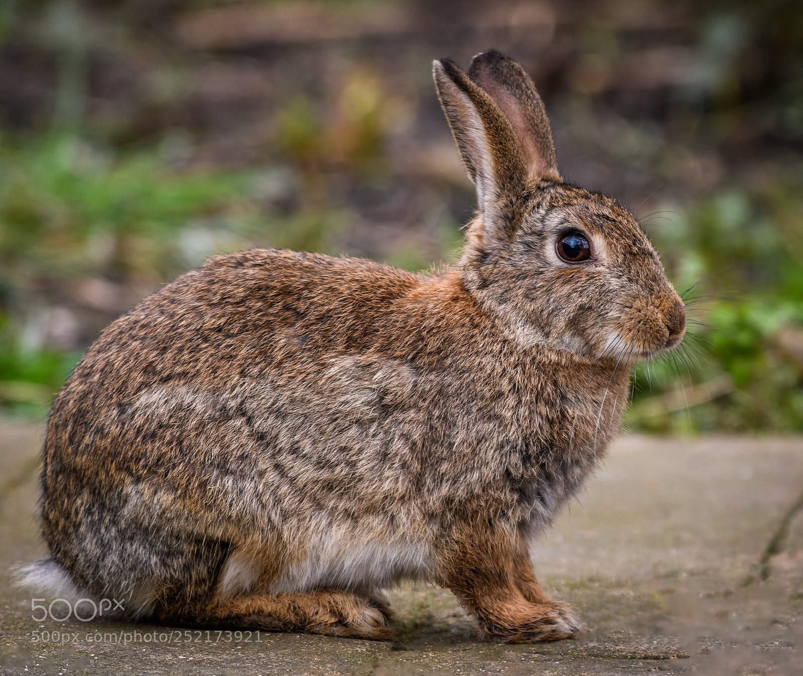 Nikon D850 sample photo. Wild rabbit at rspb photography