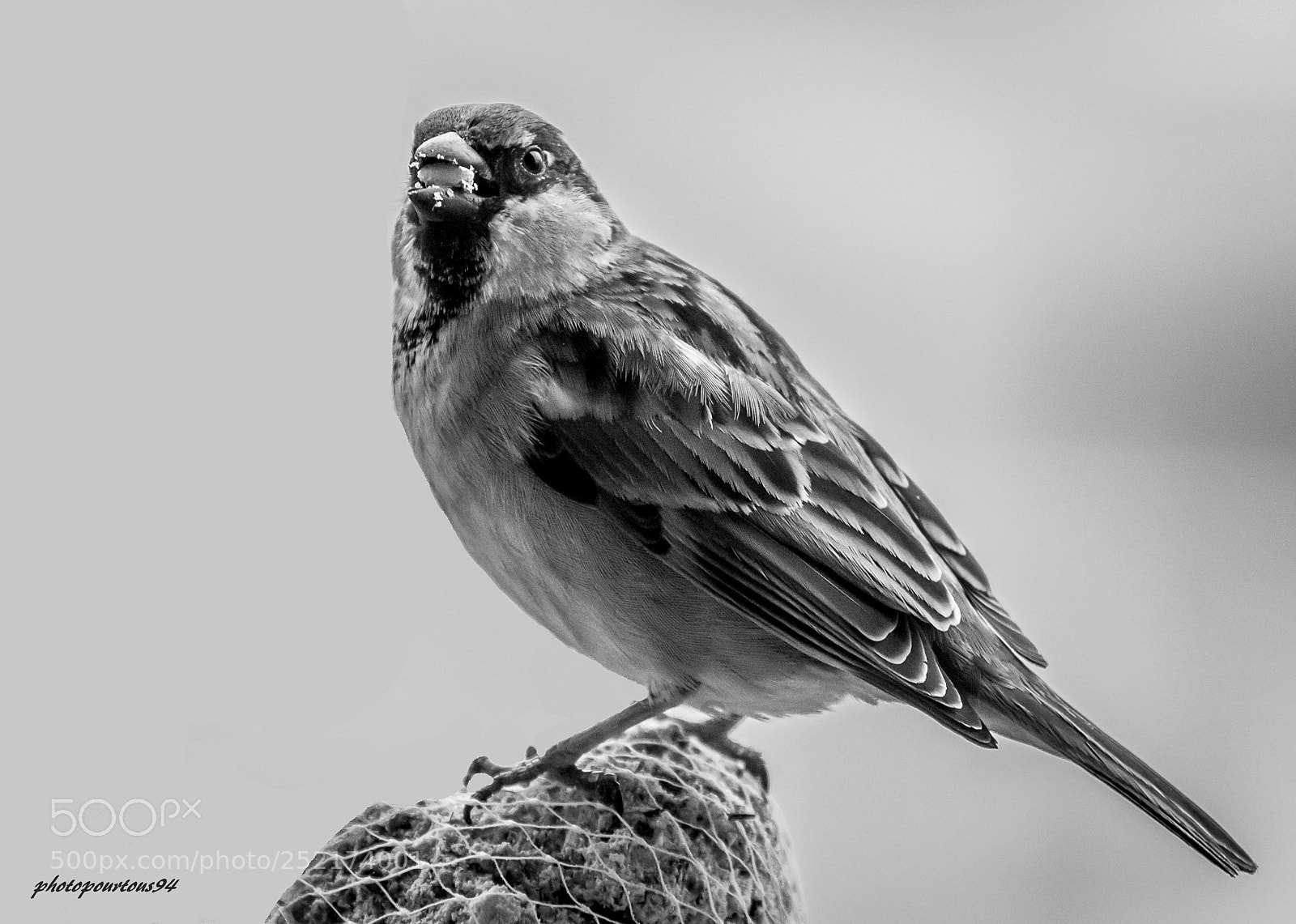 Nikon D3200 sample photo. Moineau () photography