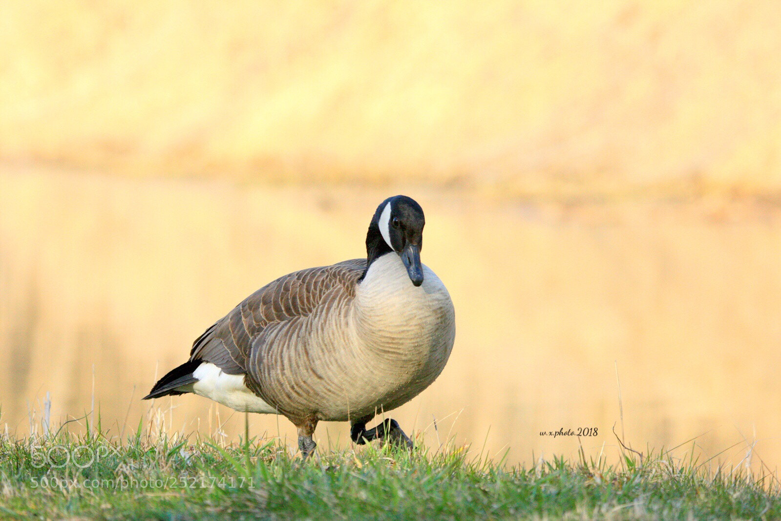 Canon EOS-1Ds Mark III sample photo. Canadian goose photography
