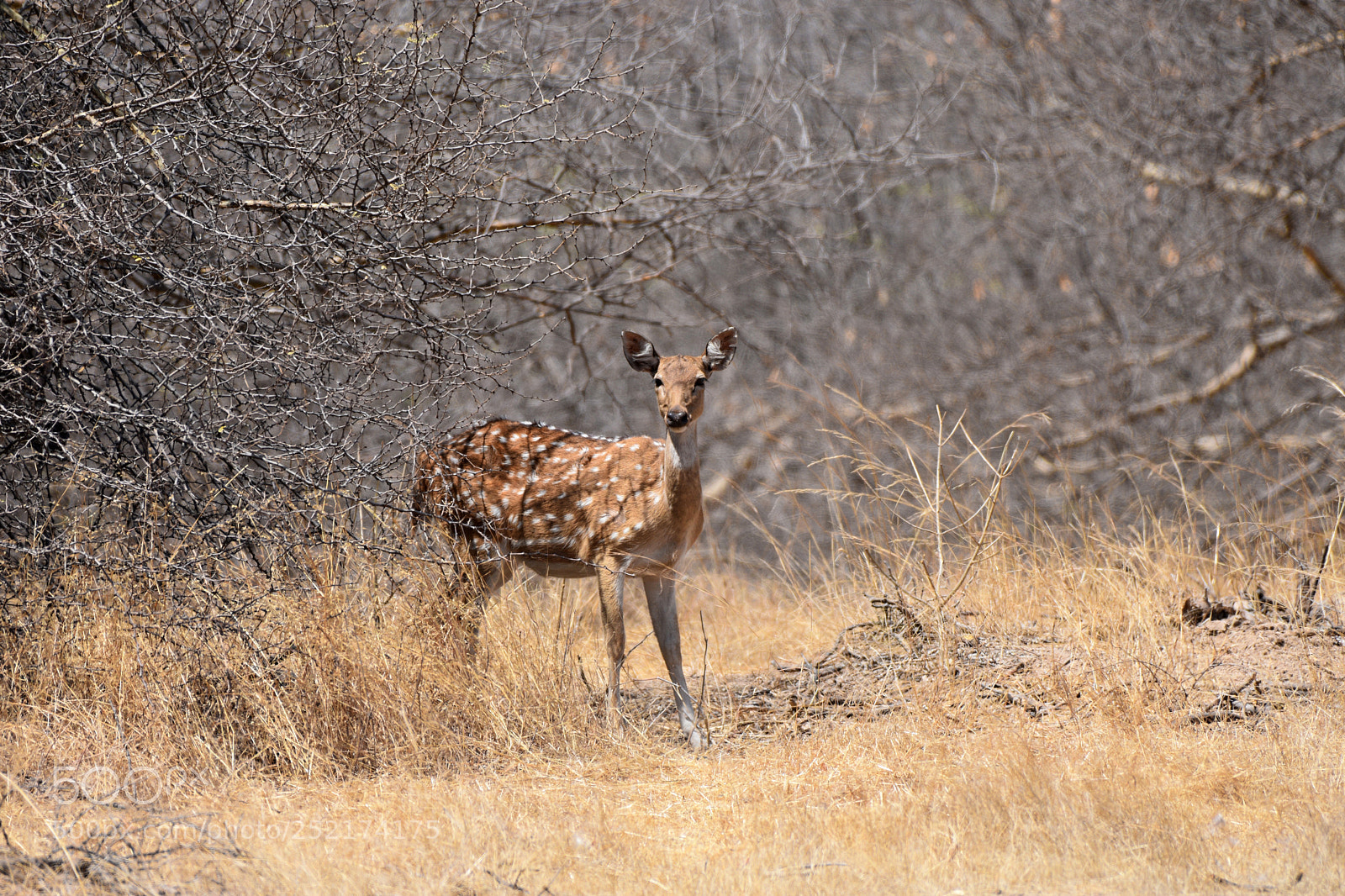 Nikon D3400 sample photo. Spotted deer photography