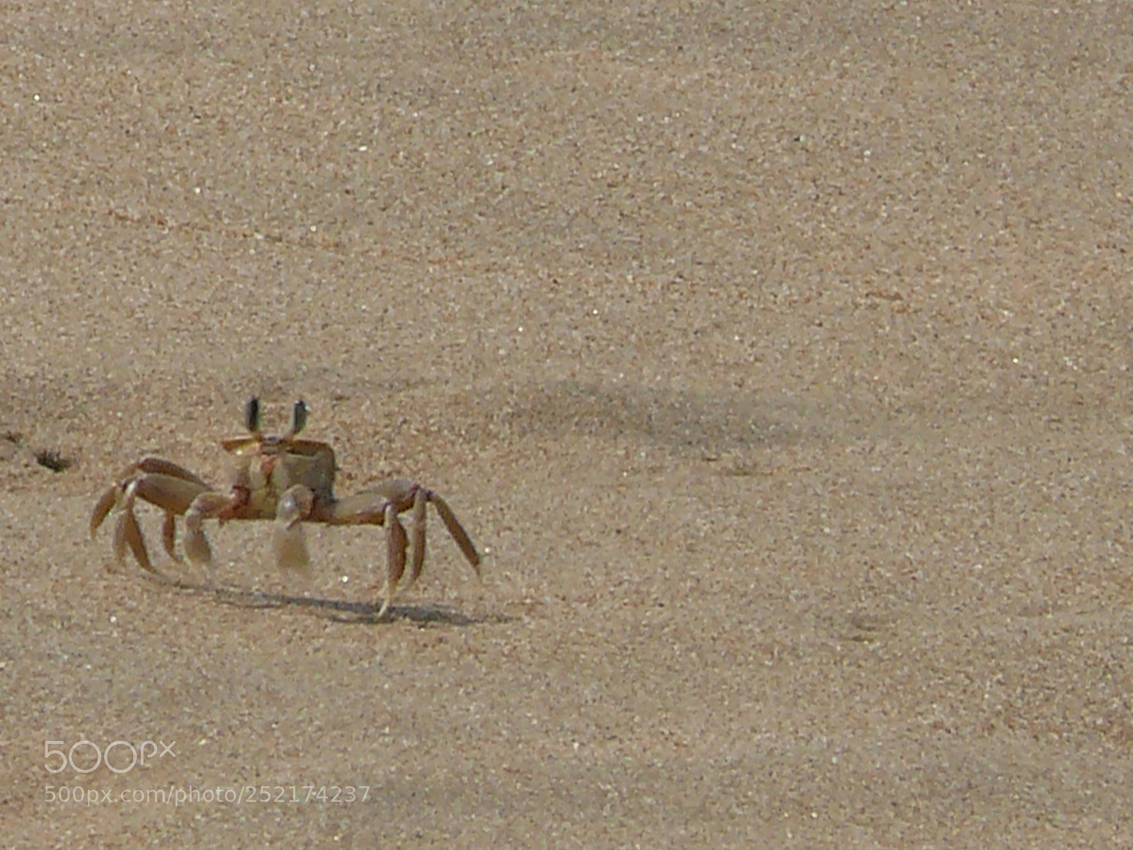 Panasonic DMC-FZ50 sample photo. Crab photography