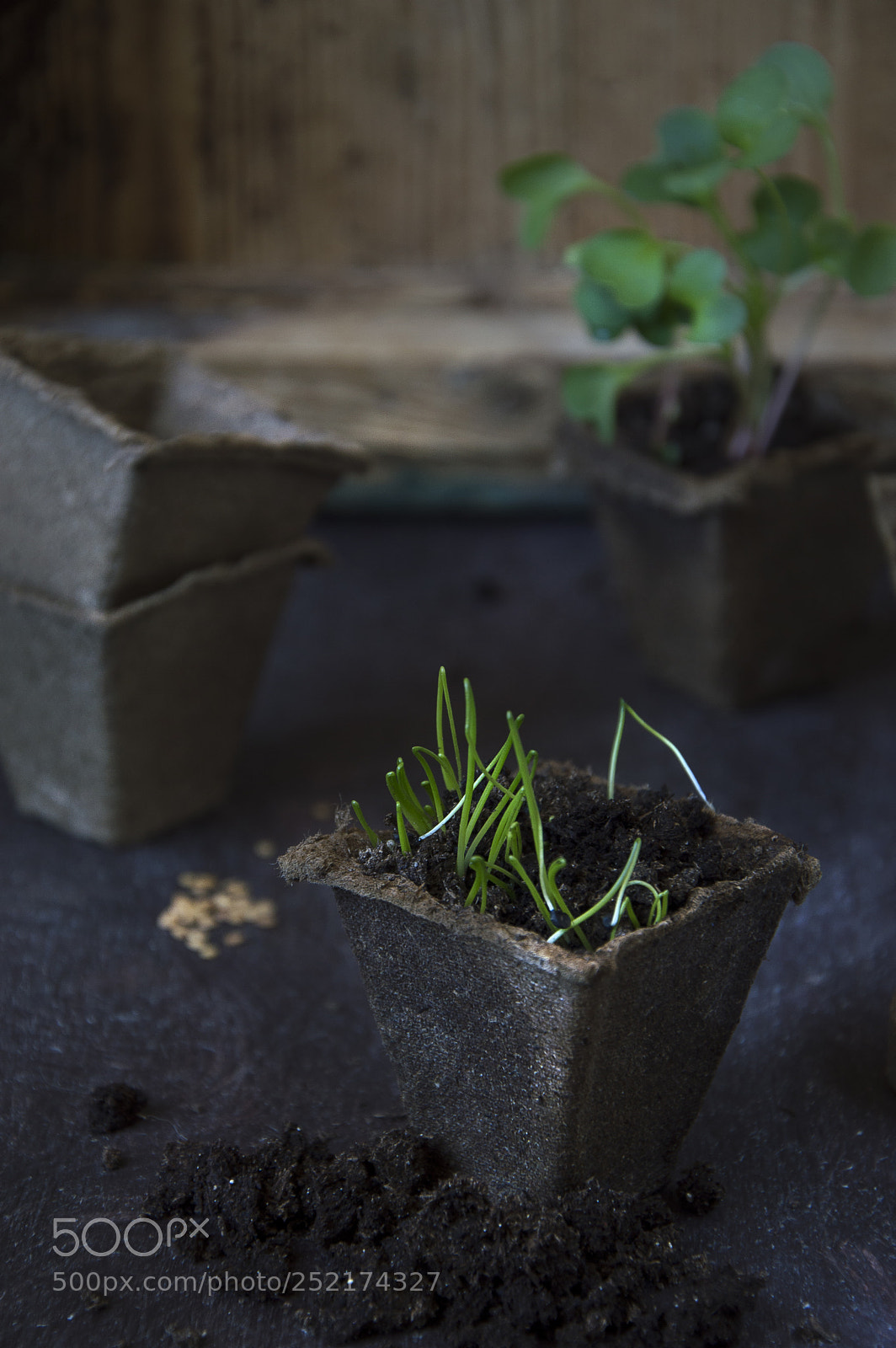 Nikon D3200 sample photo. Seedling photography