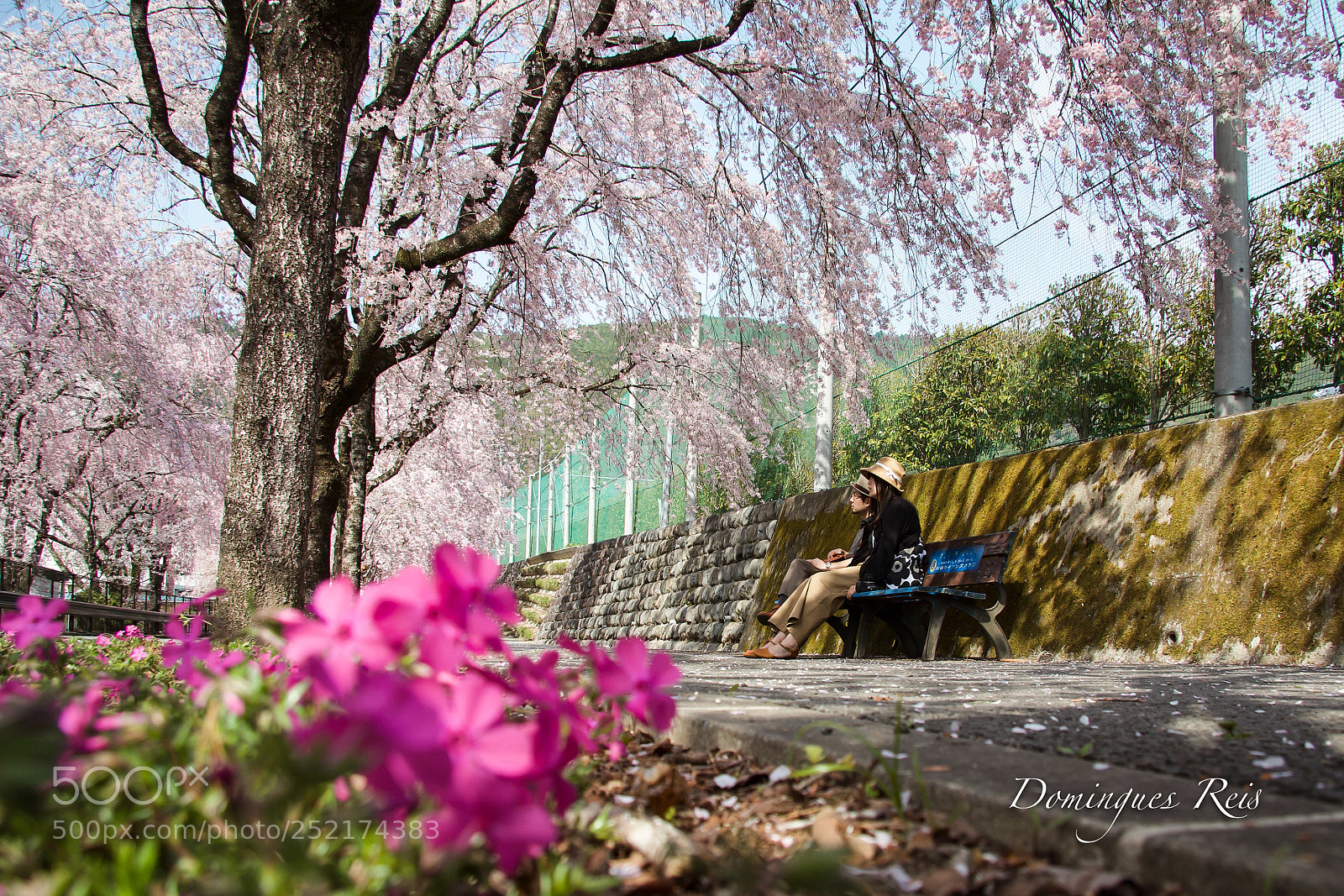 Canon EOS 7D sample photo. Sakura 2018 photography