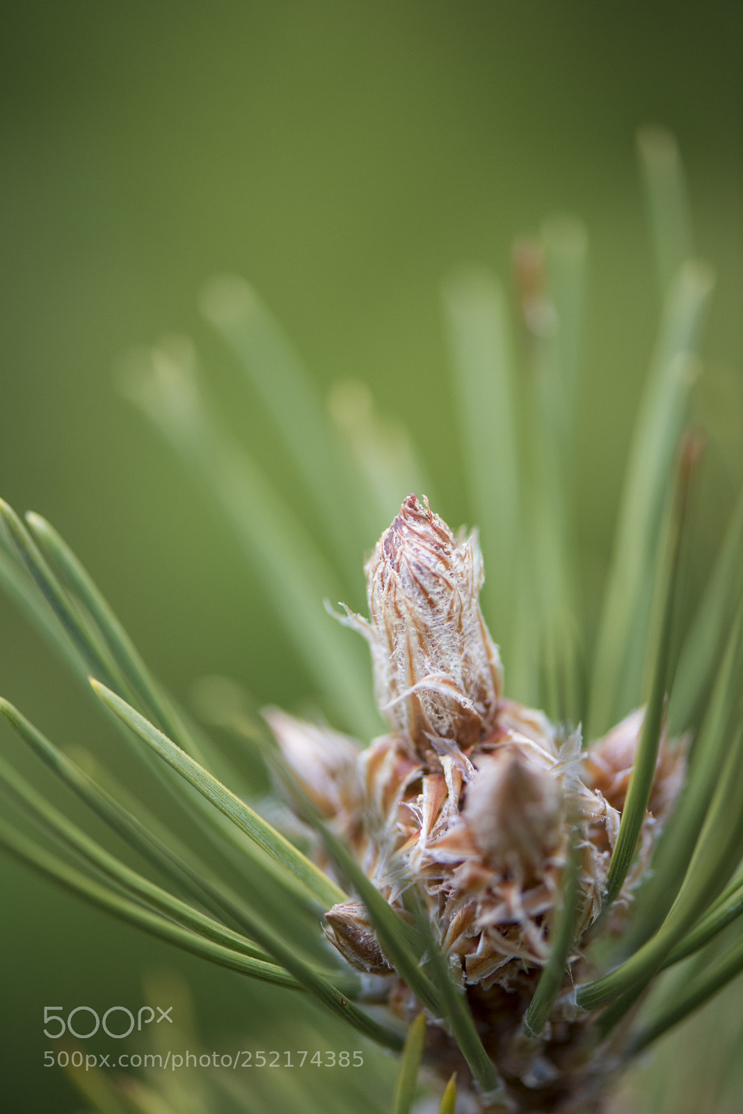Nikon D810 sample photo. Pinion bud photography
