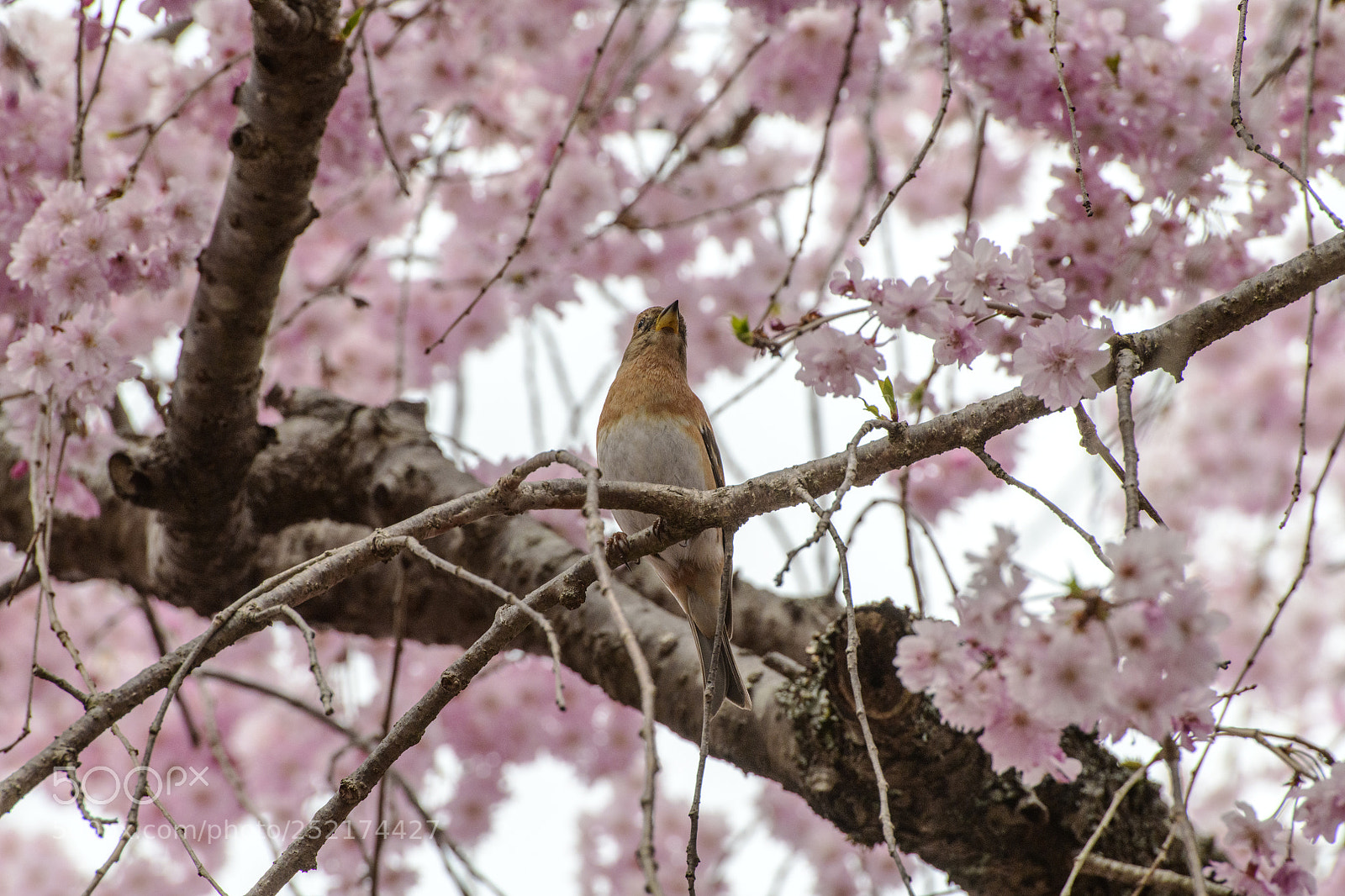 Nikon D850 sample photo. Sakura season photography