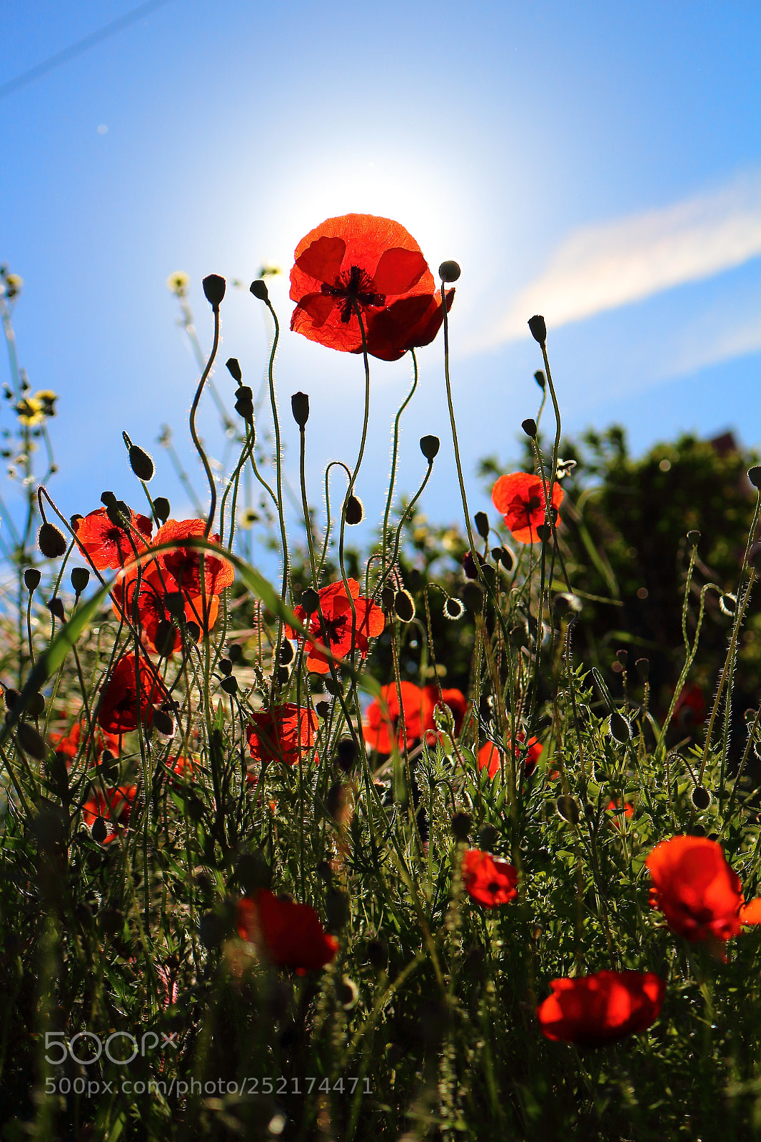 Canon EOS 700D (EOS Rebel T5i / EOS Kiss X7i) sample photo. Poppies photography
