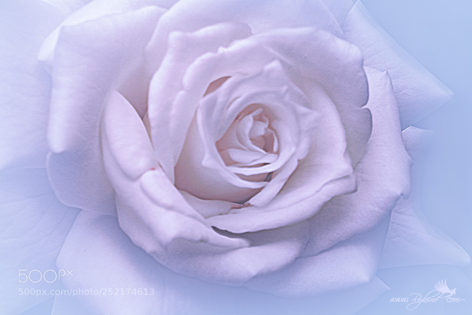 Fujifilm FinePix S1 sample photo. Rose influence photography