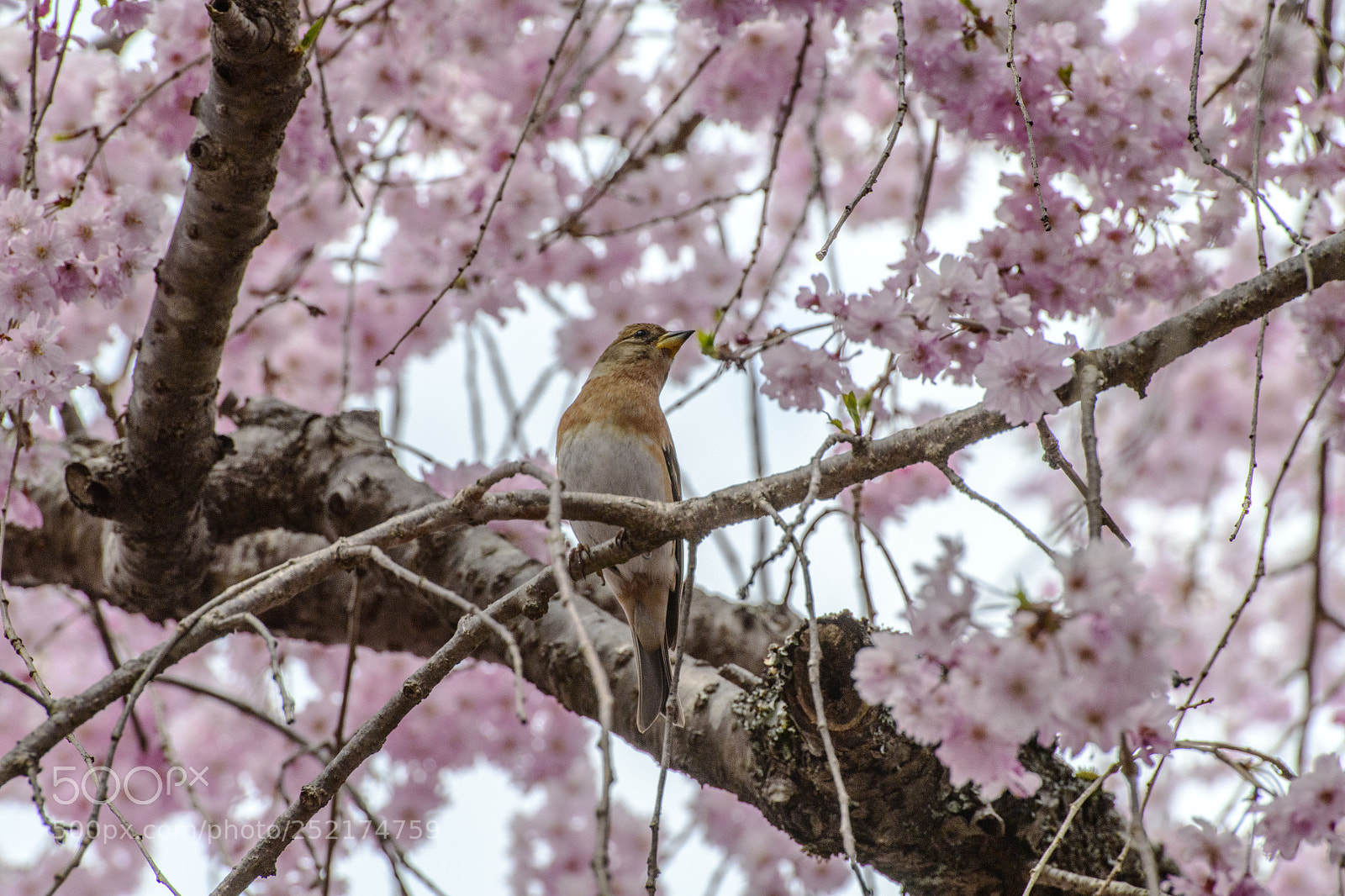 Nikon D850 sample photo. Sakura photography