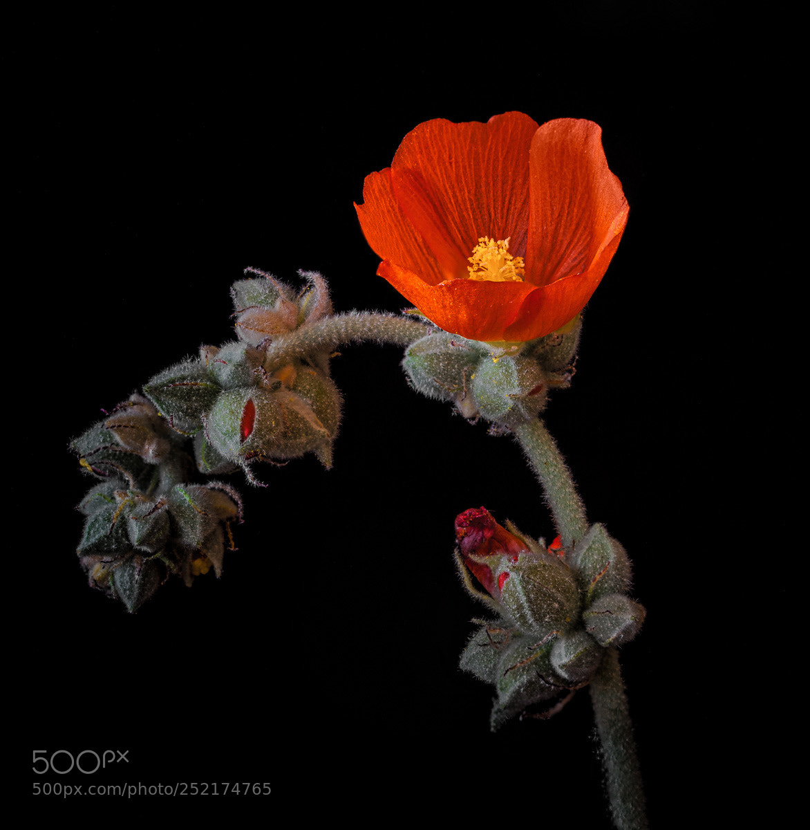 Canon EOS 5D Mark II sample photo. Desert orange photography