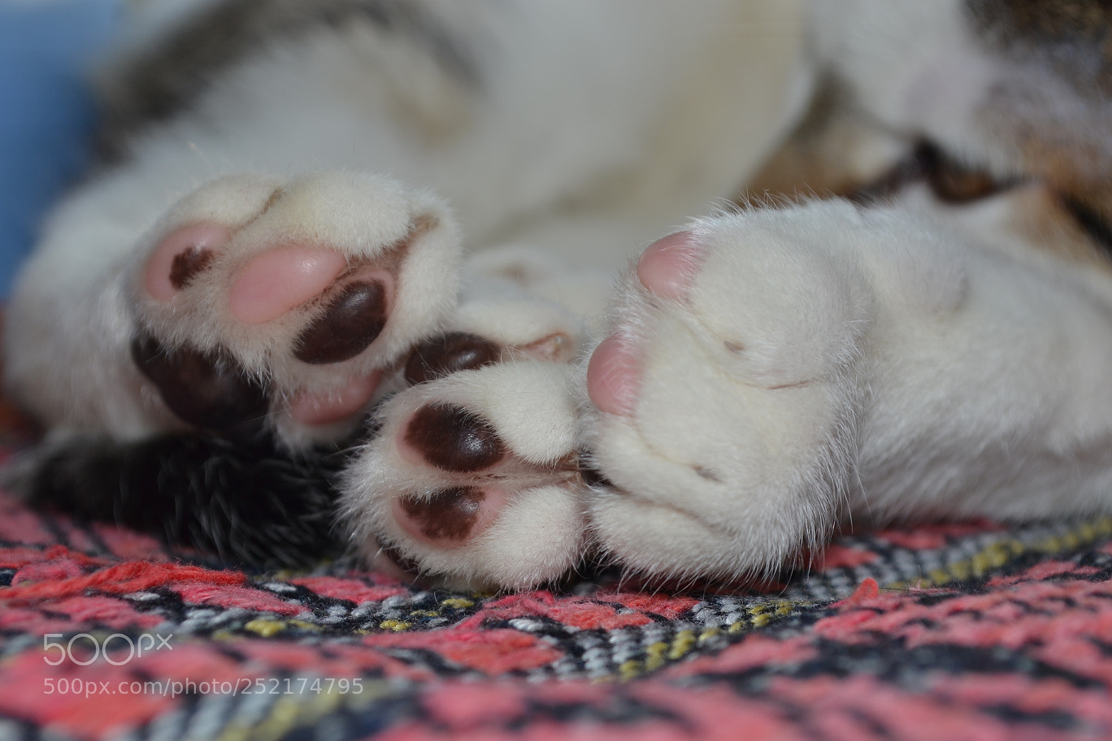 Nikon D3100 sample photo. Cat photography