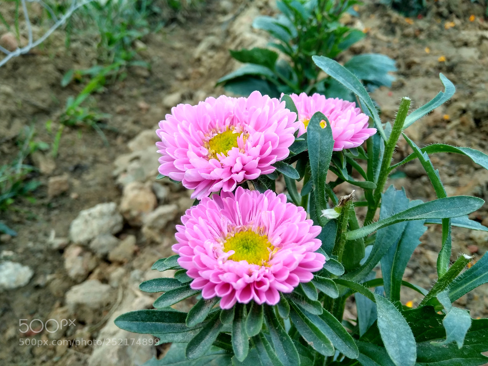 Xiaomi Redmi 4 Pro sample photo. ....natural touch ii.... photography