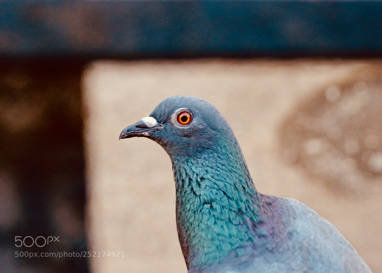 Sony Cyber-shot DSC-HX400V sample photo. Pigeon photography