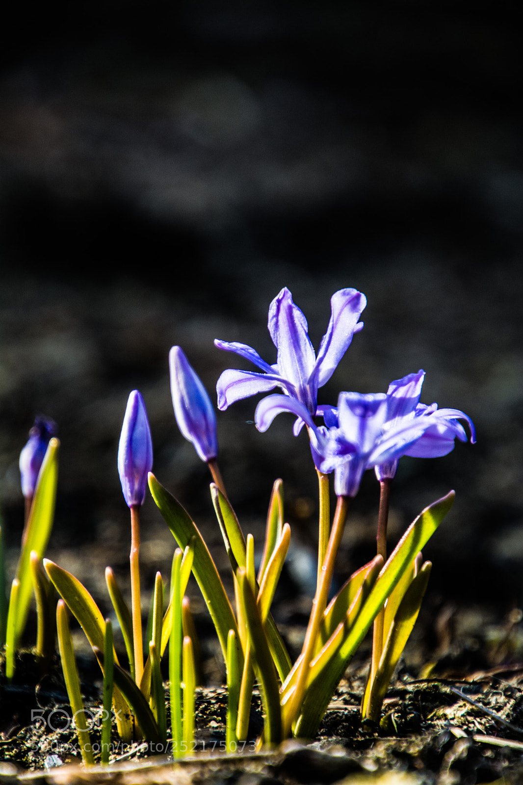 Nikon D7100 sample photo. Growth photography