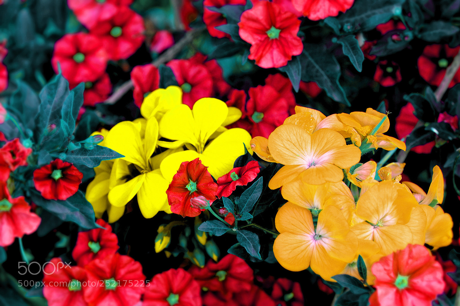 Nikon D300 sample photo. Flowers photography