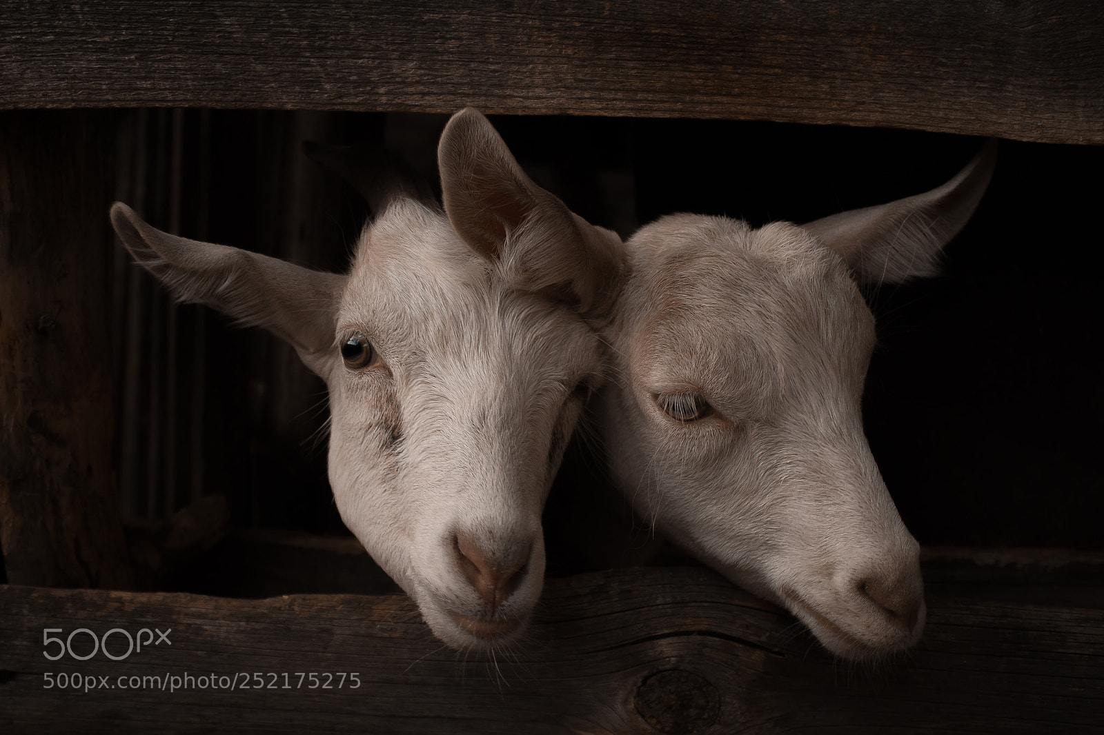 Canon EOS 500D (EOS Rebel T1i / EOS Kiss X3) sample photo. Goats photography