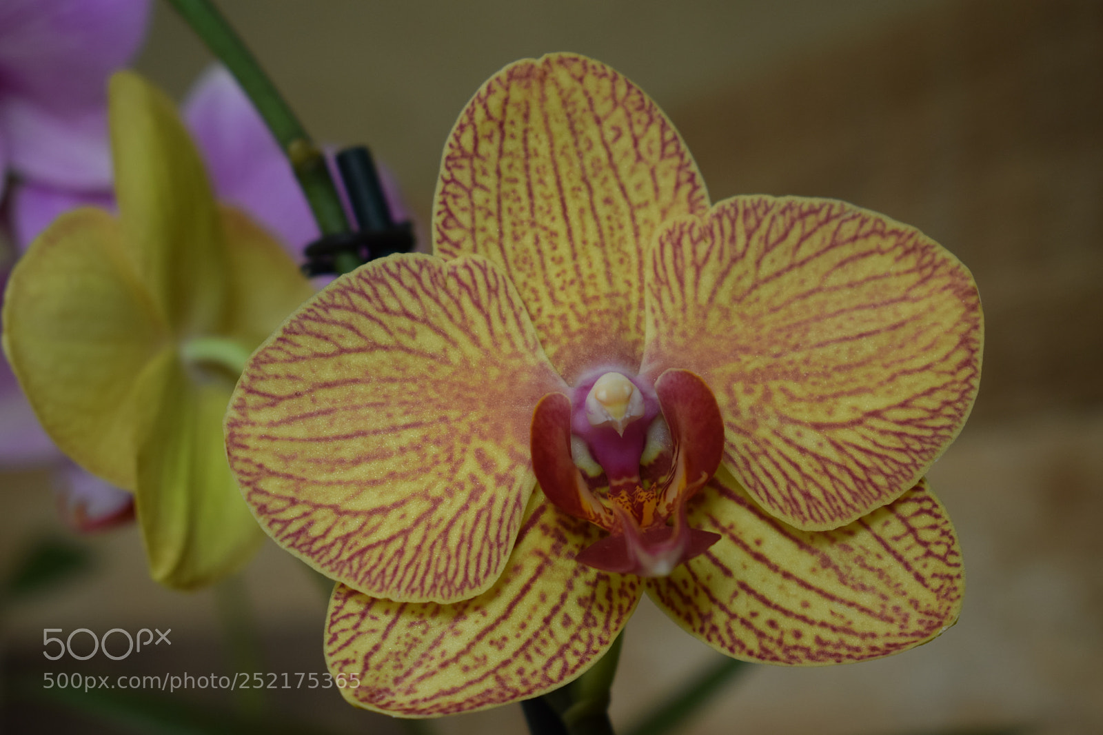 Nikon D3300 sample photo. Another candy color orchid! photography