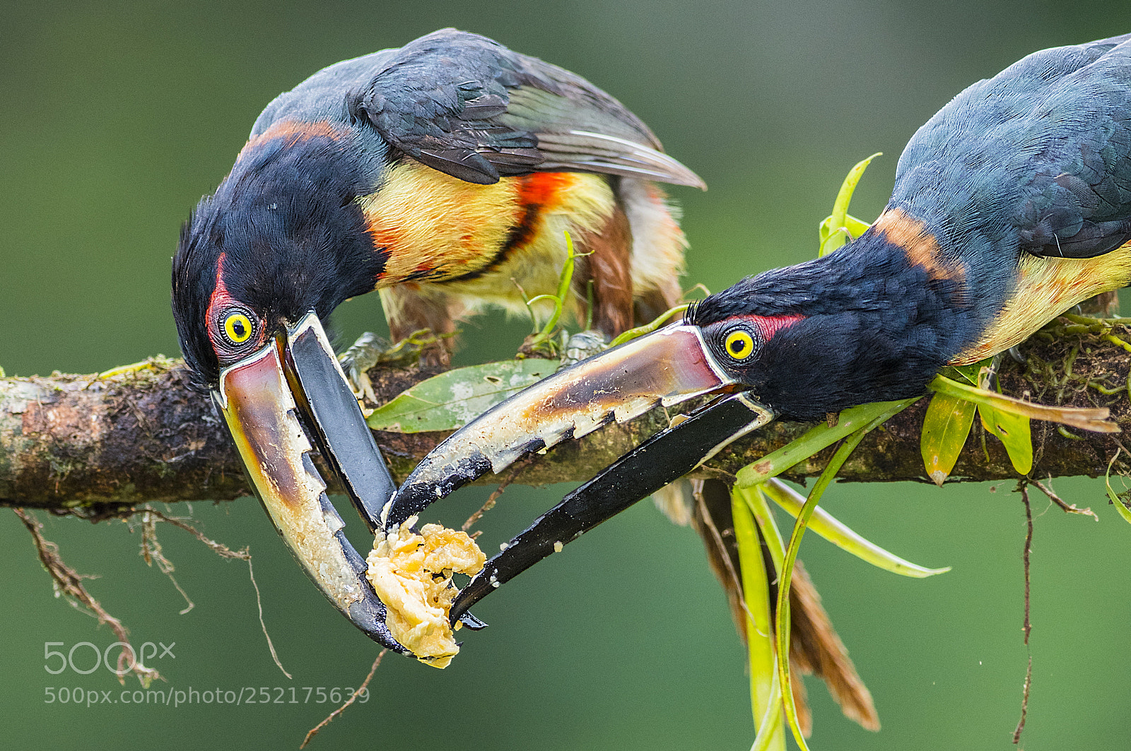 Nikon D500 sample photo. Tucan's fighting photography