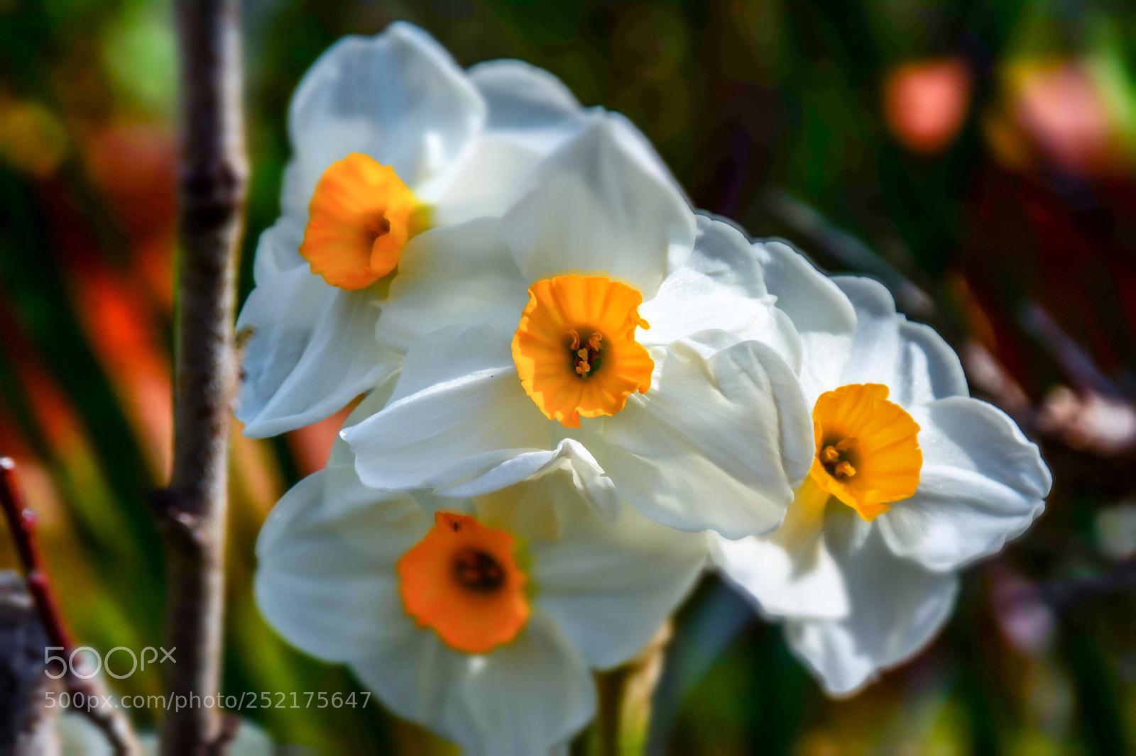 Nikon D7100 sample photo. Narcissus blossoms  photography
