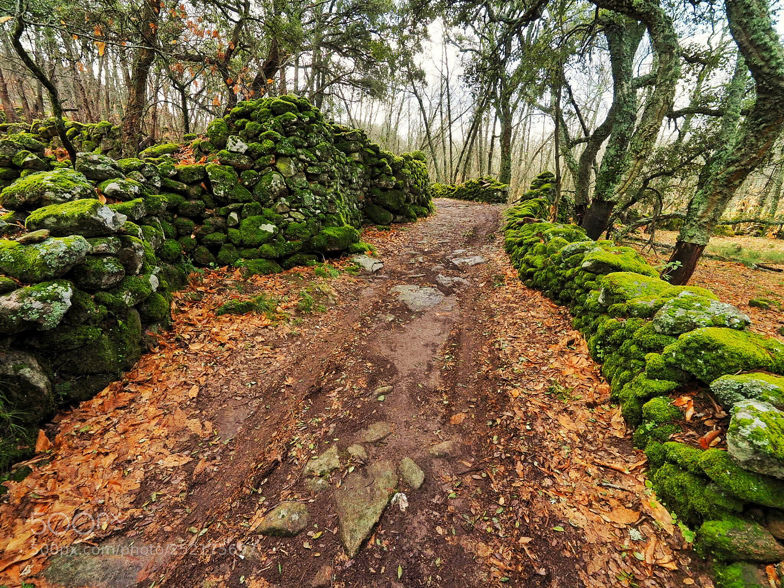 Olympus OM-D E-M1 Mark II sample photo. Path through middle earth photography