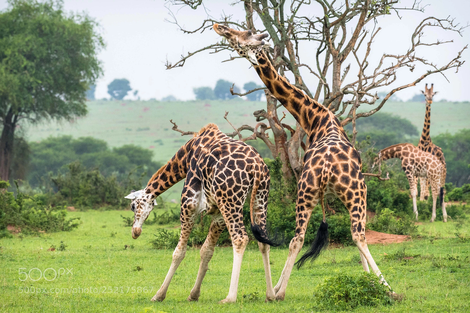 Nikon D500 sample photo. Male giraffes fighting dance photography