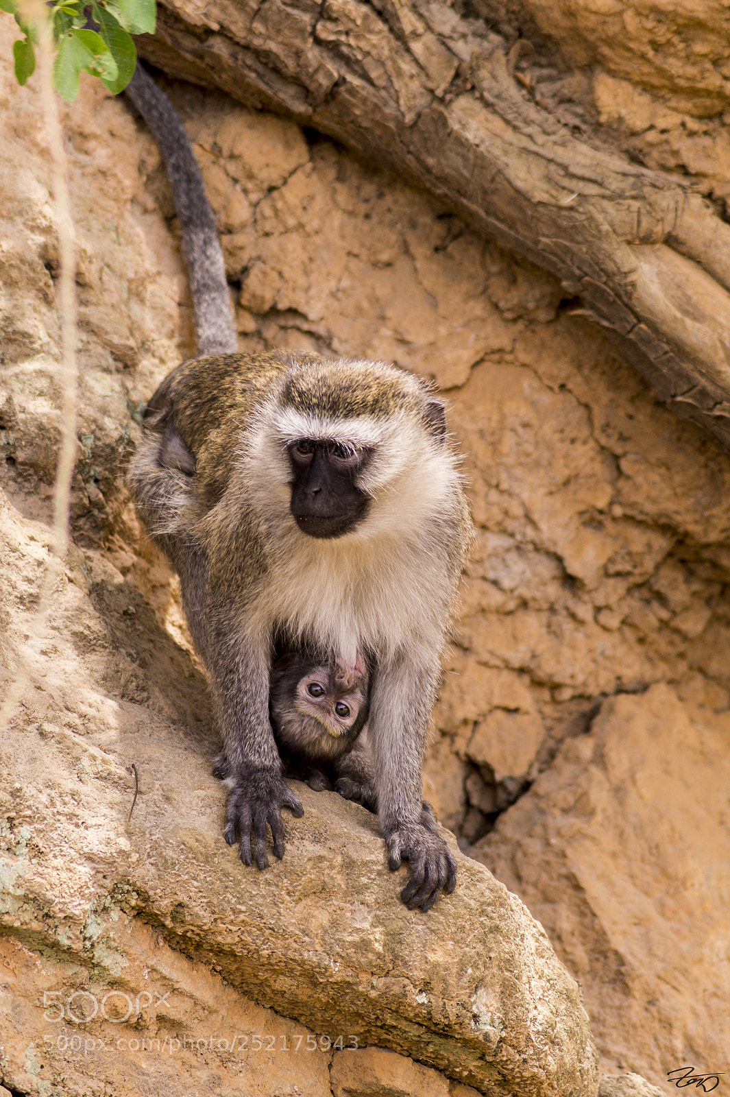 Sony SLT-A58 sample photo. Vervet monkey photography