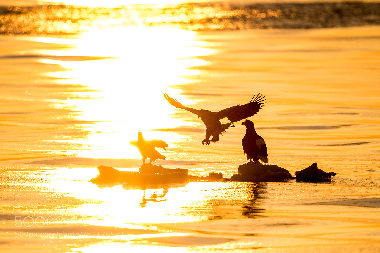 Nikon D500 sample photo. Three eagles and sunrise photography