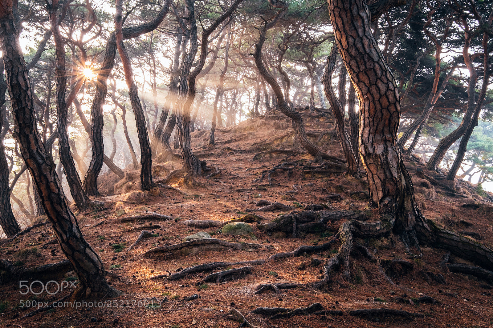 Fujifilm X-T2 sample photo. The pan's labyrinth photography