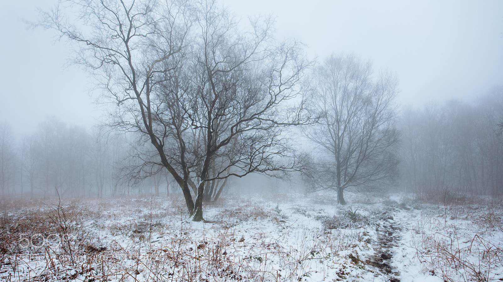 Canon EOS 5DS R sample photo. Winter walk photography
