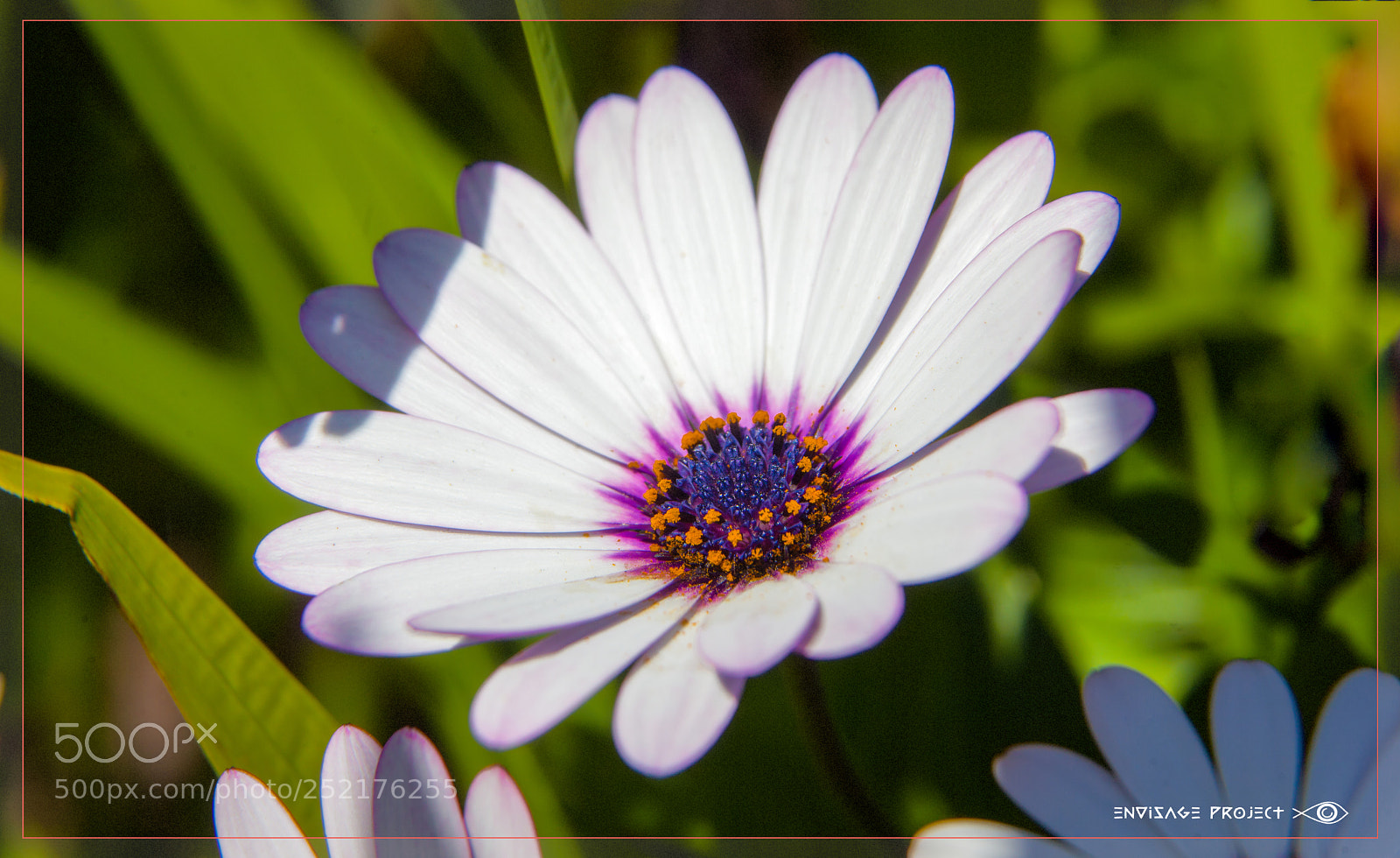 Canon EOS 5D Mark II sample photo. In bloom photography