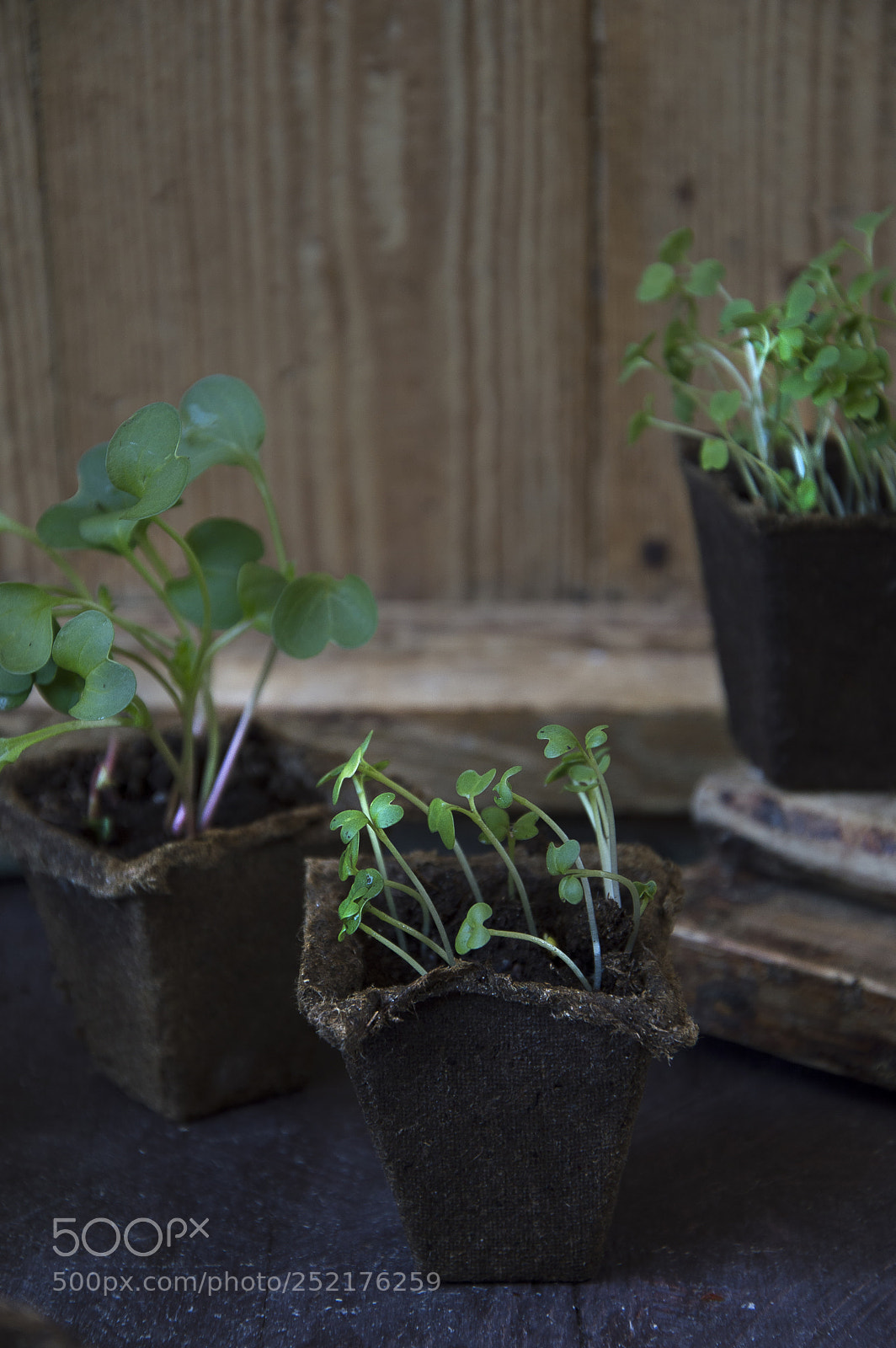 Nikon D3200 sample photo. Seedling photography