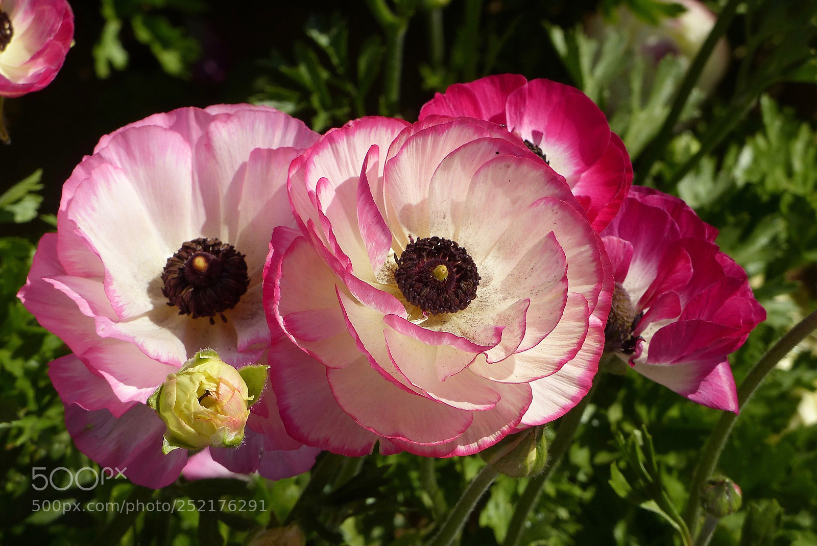 Panasonic Lumix DMC-FZ200 sample photo. Untitled photography