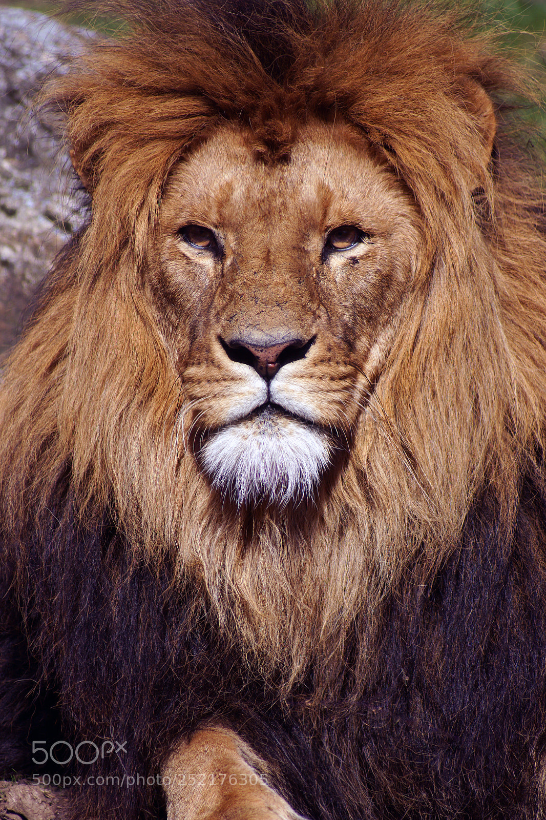 Sony SLT-A77 sample photo. Roar photography