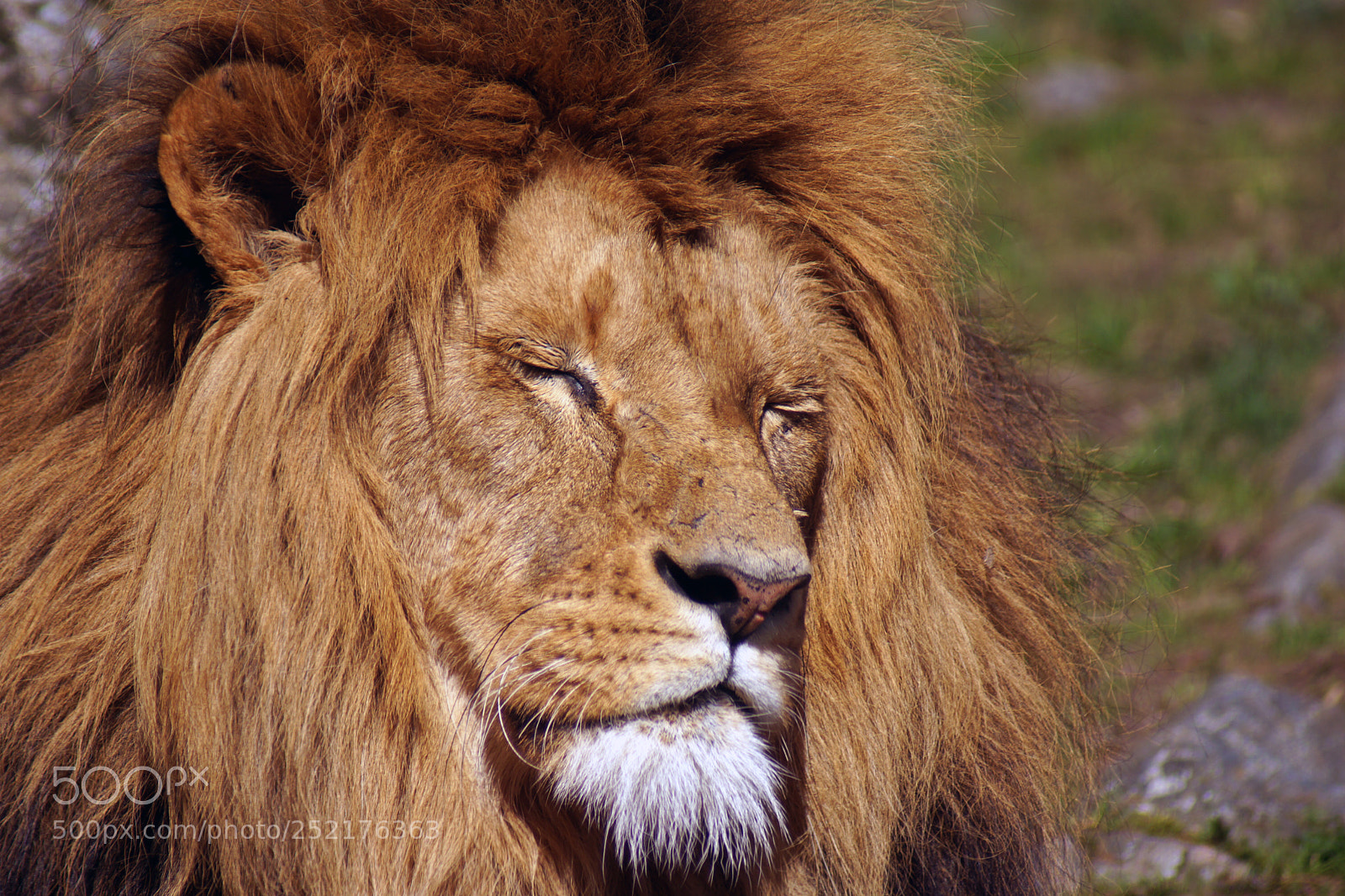 Sony SLT-A77 sample photo. Roar still waiting photography
