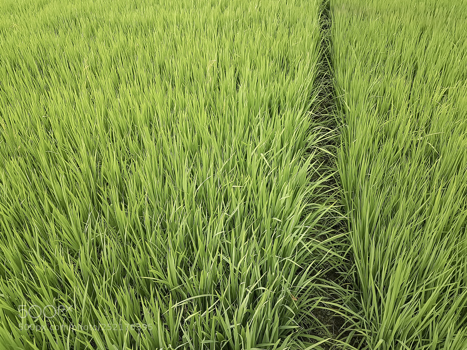 Samsung Galaxy S7 sample photo. Rice field photography