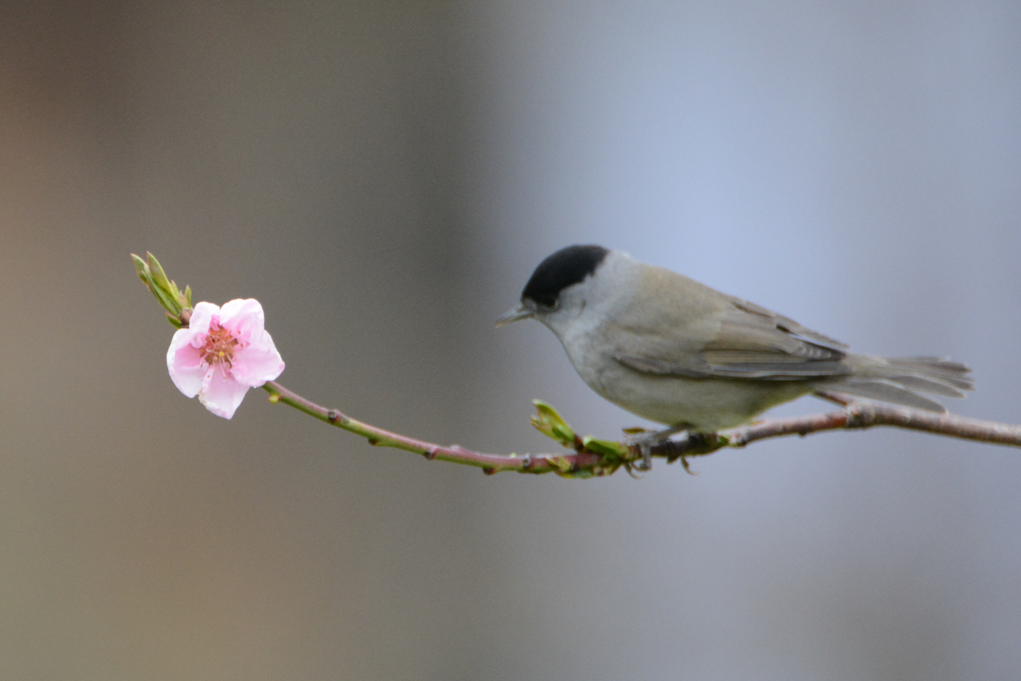 Nikon D5200 sample photo. Blackcap photography