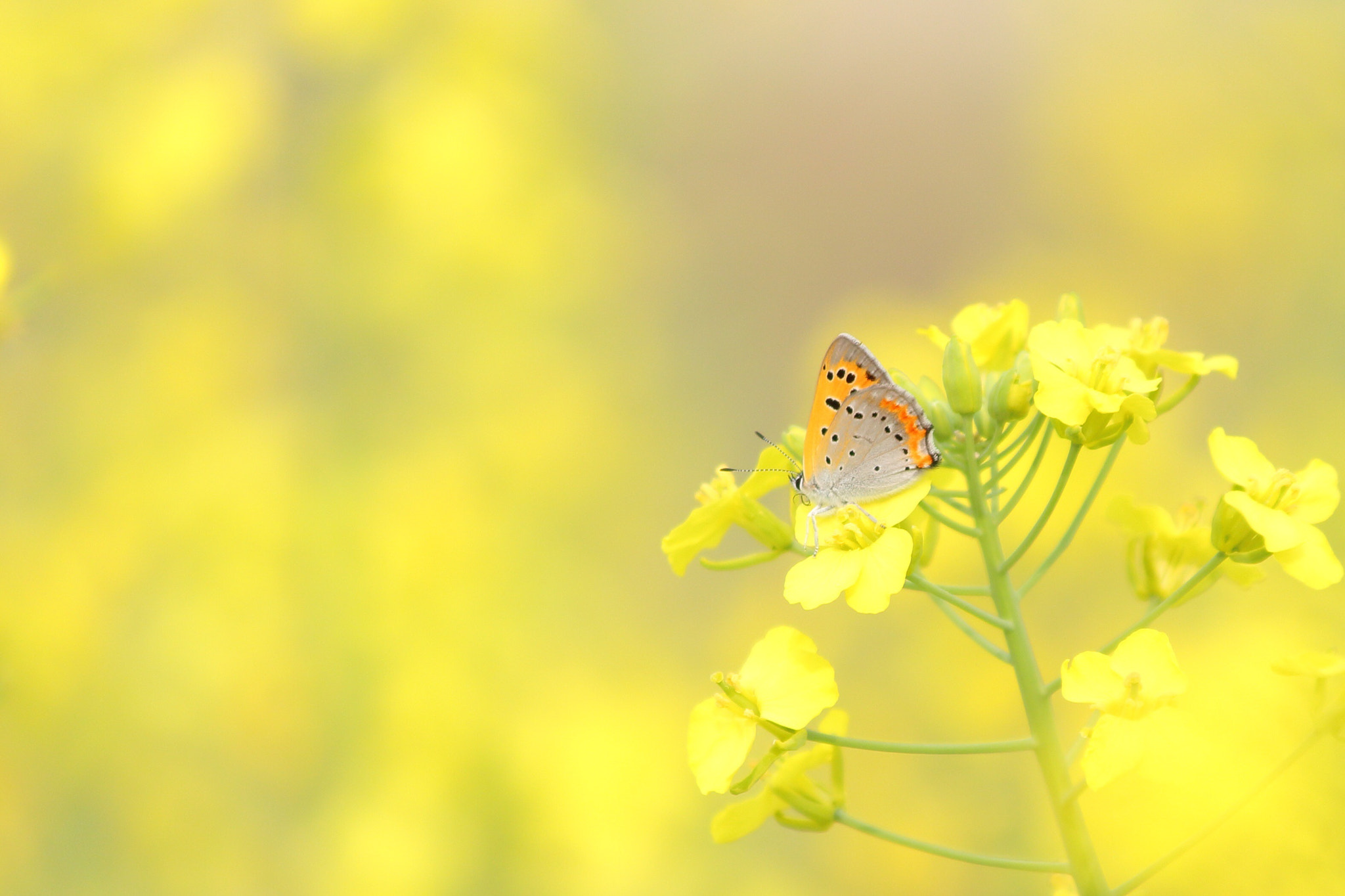 Canon EOS 100D (EOS Rebel SL1 / EOS Kiss X7) sample photo. Butterfly photography