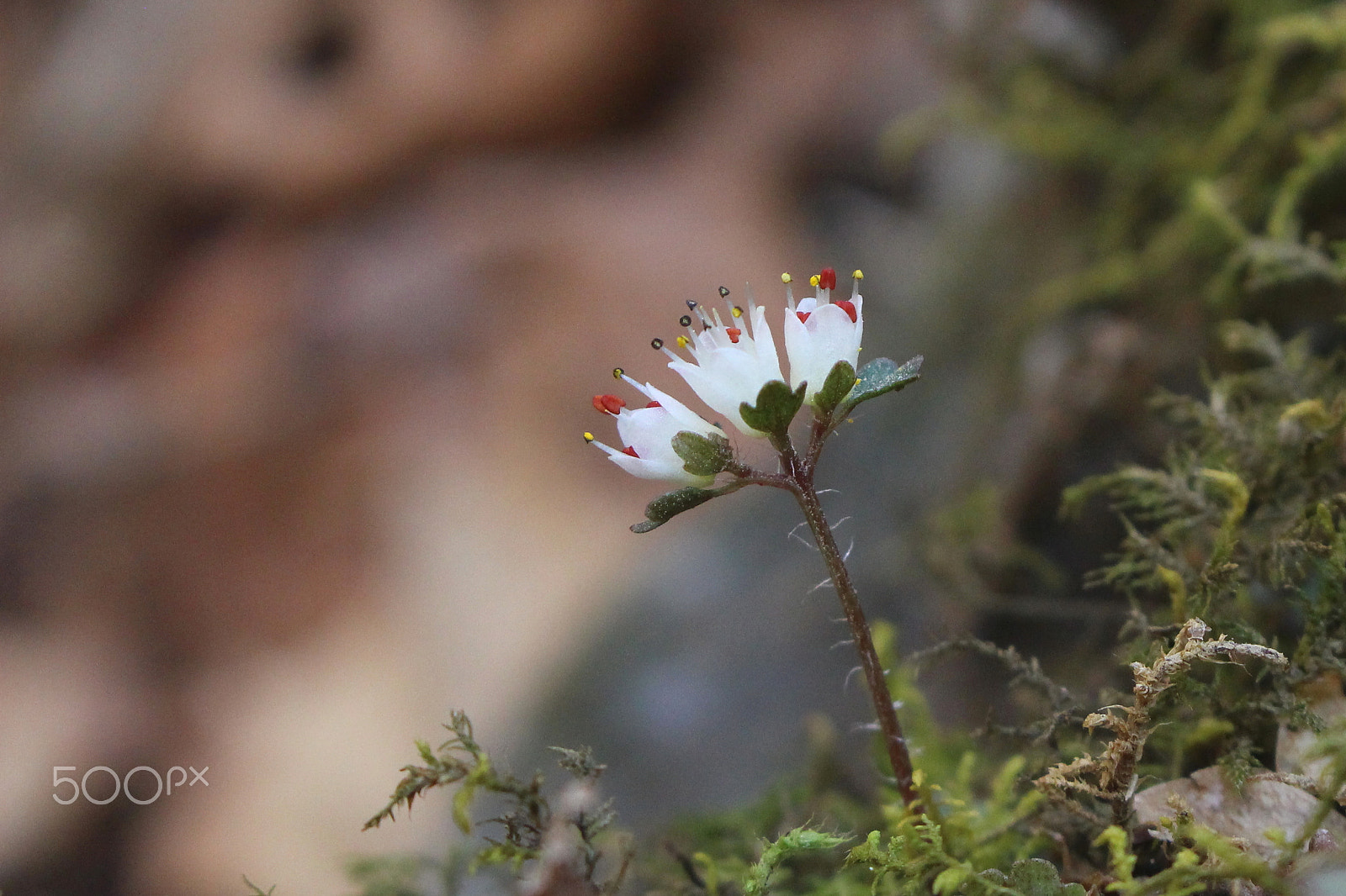 Canon EOS 100D (EOS Rebel SL1 / EOS Kiss X7) sample photo. Little three sisters photography