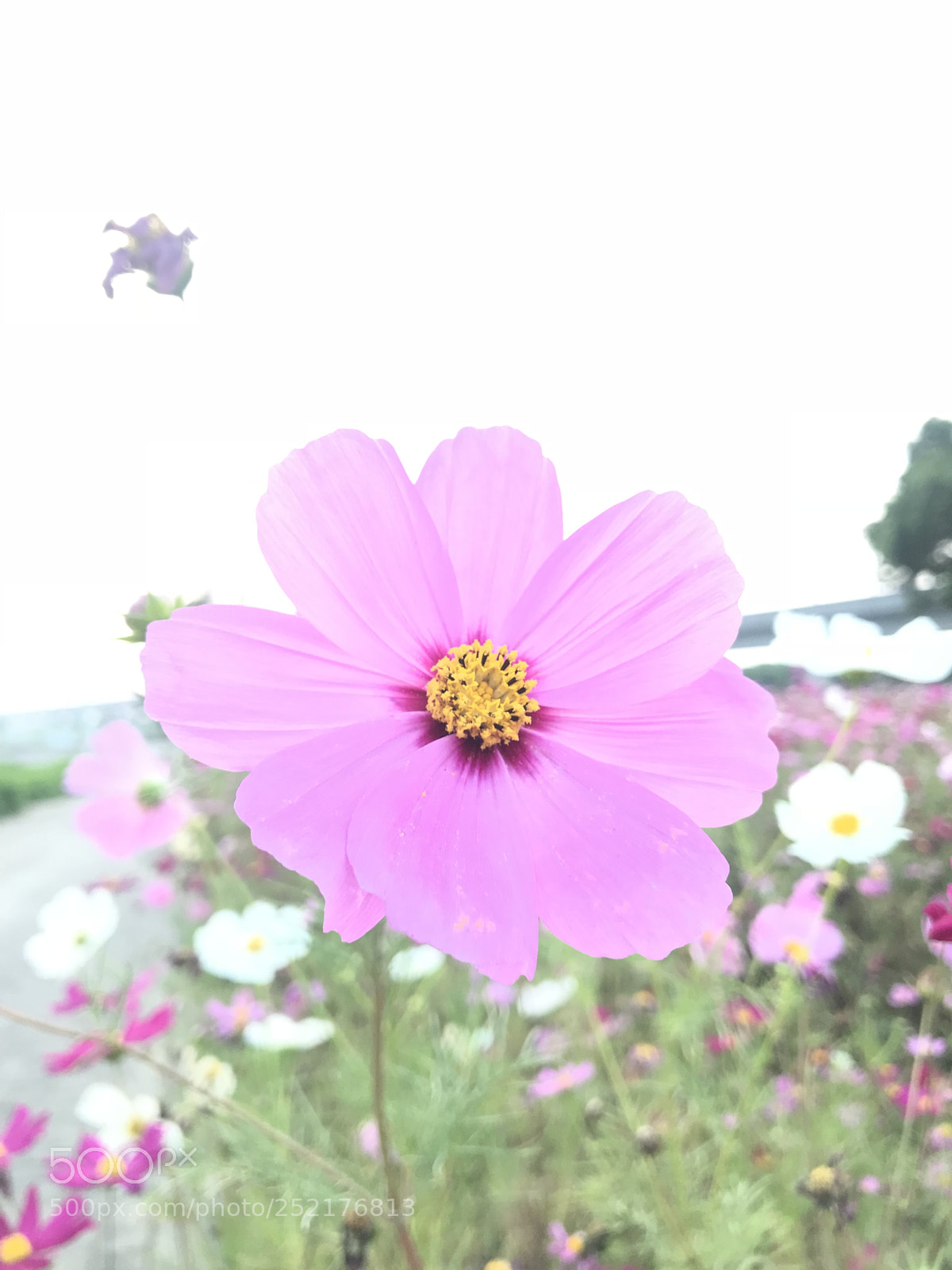 Apple iPhone 7 Plus sample photo. Untitled photography
