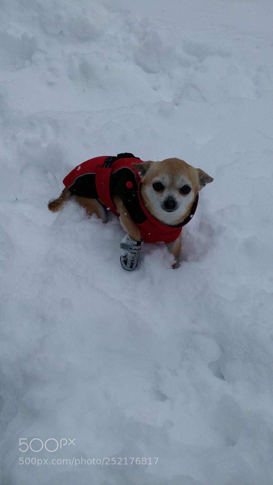 LG G3 sample photo. Fearless chihuahua. photography