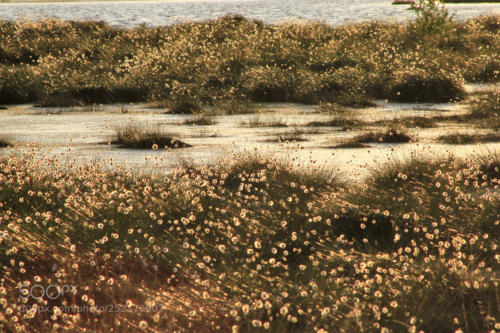 Canon EOS 500D (EOS Rebel T1i / EOS Kiss X3) sample photo. Cotton sedge flocks photography