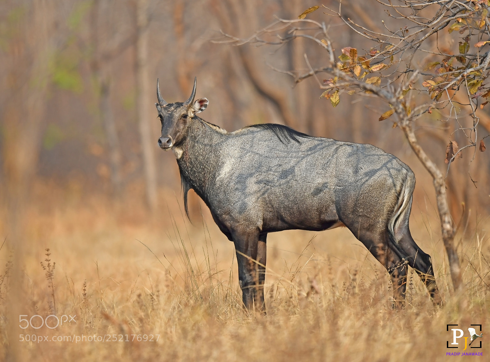 Nikon D850 sample photo. Blue bull photography